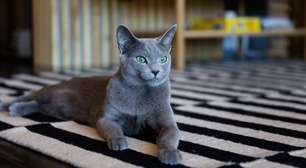 4 características do gato da raça azul russo
