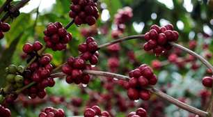 Produtividade do café canéfora do Brasil é menor do que o esperado