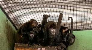 Novos macacos bugios serão introduzidos no Parque Nacional da Tijuca