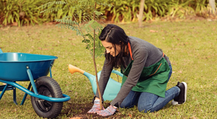 Jardinagem: 10 Ferramentas Básicas Para Cuidar do Seu Jardim