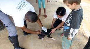 CCZ de Mogi das Cruzes terá vacinação contra raiva para cães e gatos neste sábado