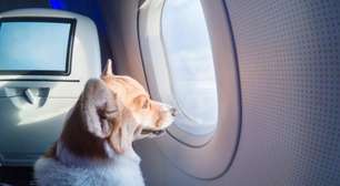 Saiba quais são seus direitos ao viajar com pets em aviões