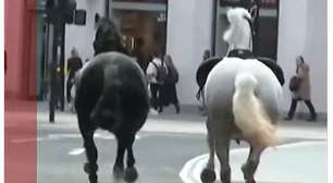 Cavalos fogem do Palácio de Buckingham, machucam pessoas e danificam carros