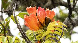 Espatódea: conheça a árvore com flor gelatinosa que pode intoxicar abelhas