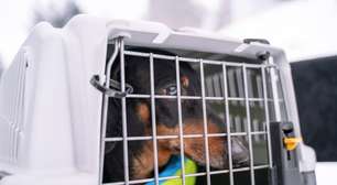 Onde ficam os cachorros em aeroportos e como eles são tratados em viagens?