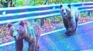 Turista é atacada por urso após parar na beira de estrada para tirar foto