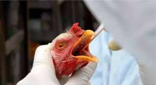 Travel Medicine prevê que gripe aviária causada pela influenza será a próxima pandemia mundial