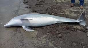 Autoridades oferecem recompensa de R$ 100 mil após golfinho ser baleado em praia