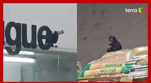 Macaco é capturado após beber cerveja e comer alimentos de supermercado em SC