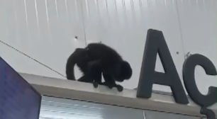 SC: macaco 'Chico' invade mercado, bebe cerveja e provoca 'caos' antes de ser capturado; veja