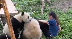 Pandas atacam cuidadora na frente de visitantes em zoológico na China; veja