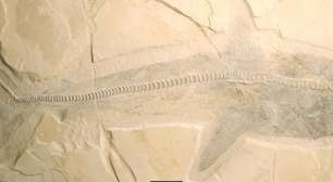 Fósseis de enormes tubarões do Cretáceo são achados no México