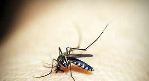 Cor da roupa pode atrair ou repelir mosquito da dengue; entenda e veja quais evitar