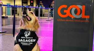 Após morte de Joca, tutores de cães protestam no Aeroporto Afonso Pena pedindo mudanças no transporte de animais