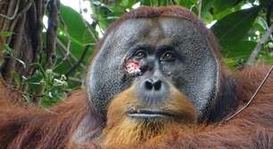 Orangotango selvagem é visto usando planta para curar ferida