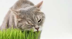 Você sabia que existem plantas que são tóxicas para pets?