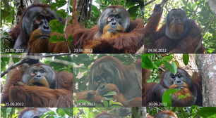 Orangotango cura a própria ferida com planta medicinal