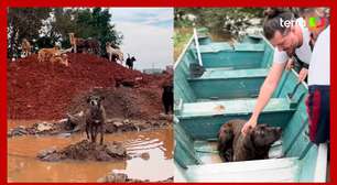 Mais de 3 mil animais ilhados por enchentes são resgatados no Rio Grande do Sul