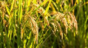 Chuvas no RS: governo prepara medida para Conab importar 1 milhão de toneladas de arroz