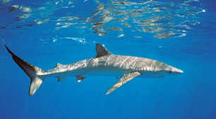 Tubarões de mais de 2 metros são encontrados em praia de Portugal; município emitiu alerta