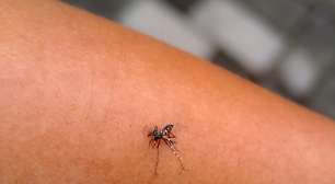 Brasil já registra mais de 2 mil mortes por dengue neste ano