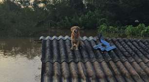 Animais resgatados das enchentes: Confira lista completa de páginas do Instagram