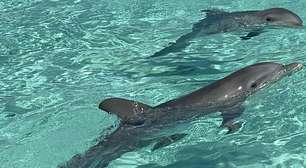 Cinco golfinhos são encontrados abandonados em resort de luxo nas Bahamas