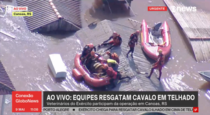 Felipe Neto pede para adotar cavalo resgatado em telhado no Rio Grande do Sul