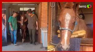 'Cavalo caramelo' recebe tratamento em hospital após ser resgatado no RS