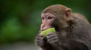 Macacos conseguem batucar ao som de Backstreet Boys