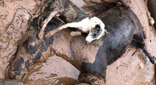 'Ainda há rebanhos inteiros debaixo d'água': o sofrimento dos animais em meio às inundações no Rio Grande do Sul