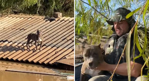 Cão pitbull é resgatado após ficar 6 dias ilhado em telhado no RS; veja