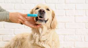 Aprenda a evitar problemas de saúde bucal em cães e gatos
