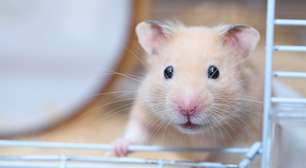 Guia para cuidar de hamster: tudo o que você precisa saber