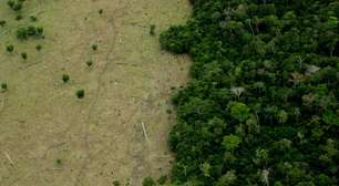 Veja empresas atuam para a preservação da Amazônia - e o que estão fazendo