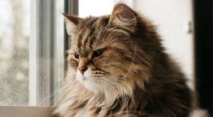 7 coisas que deixam os gatos estressados