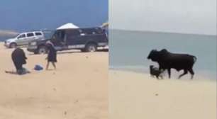 Touro é flagrado atacando pessoas e cachorros em praia no México; assista