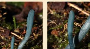 Pesquisador descobre fungo azul "raro como unicórnio" no Brasil