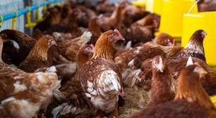 Gripe aviária: cientistas detectam H5N1 em aves de Nova York