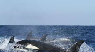 "Gangue de orcas" afunda iate no Estreito de Gibraltar