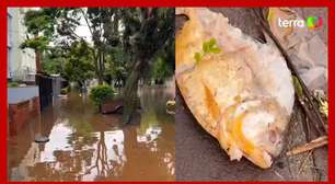 Piranha aparece em meio às enchentes em Porto Alegre; veja