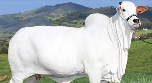 Filhote de vaca mais cara do mundo é vendida a R$ 3 milhões para ajudar vítimas do RS