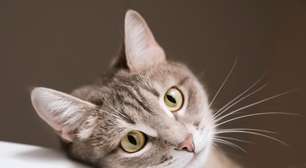 7 curiosidades sobre os bigodes dos gatos