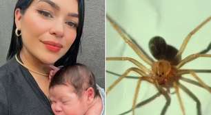 Picada por aranha venenosa, grávida dá à luz bebê saudável em São Paulo