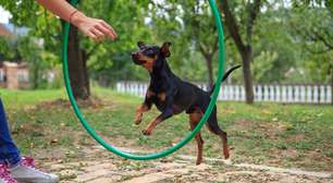 Conexão intensa com cachorro reduz risco de depressão e ansiedade