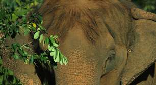 Elefanta de 52 anos morre por eutanásia após deitar e não conseguir levantar