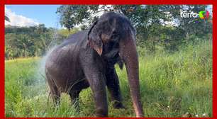 Elefanta de 52 anos morre por eutanásia no MT após deitar e não conseguir levantar