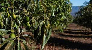 Mudanças climáticas ameaçam cultivo de abacate: queda de produção até 2050!