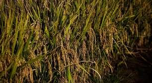 Governo zera tarifa de importação de arroz até dezembro