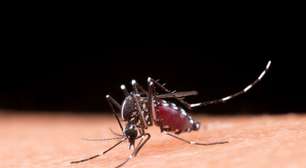 Riscos da dengue: impacto no cérebro